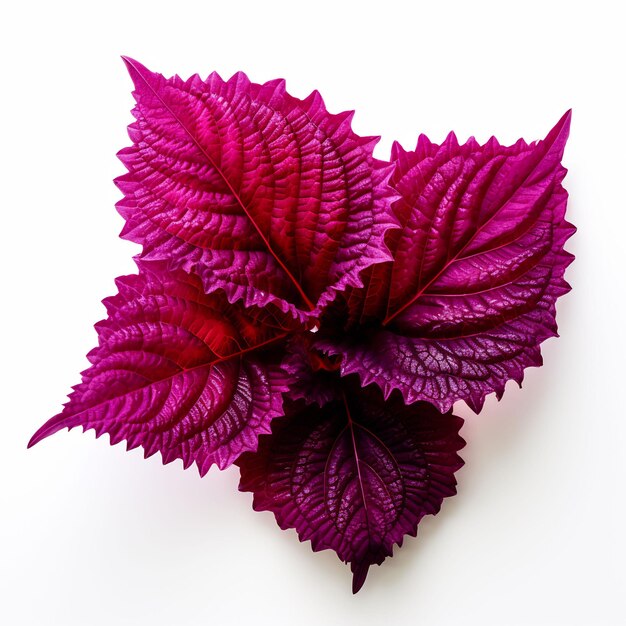 Beautiful forskolin flower on white background