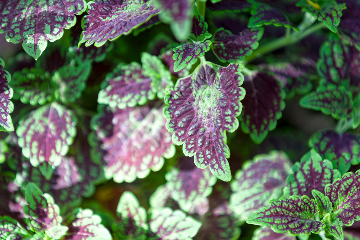 Coleus (Coleus Forskohlii) Glycerite, Dried Root Alcohol-Free