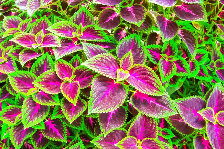 lush bushes of forskolin